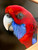 Original Painting as part of my Oak Framed Series Crimson Rosella