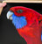 Original Painting as part of my Oak Framed Series Crimson Rosella