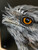 Original Painting as part of my Oak framed portrait series Tawny Frogmouth