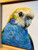 Original Painting as part of my Natural Tasmanian 0ak framed portrait series Pale headed Rosella