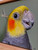 Original Painting as part of my Tasmanian 0ak framed Australian bird portrait series A Cockatiel