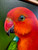 Original Painting as part of my Tasmanian 0ak framed Australian bird portrait series Male King Parrot