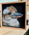 Original Painting as part of my Tasmanian 0ak framed Australian bird portrait series Kookaburra
