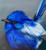 Original Painting as part of my oak framed Australian bird series White Winged Fairy Wren