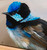 Original Painting as part of my oak framed Australian bird series portrait of a Superb Fairy Wren up close