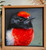 Original Painting as part of my oak framed Australian bird portrait series Red-capped Robin