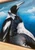 Original Painting as part of my oak framed Australian bird portrait series Magpies