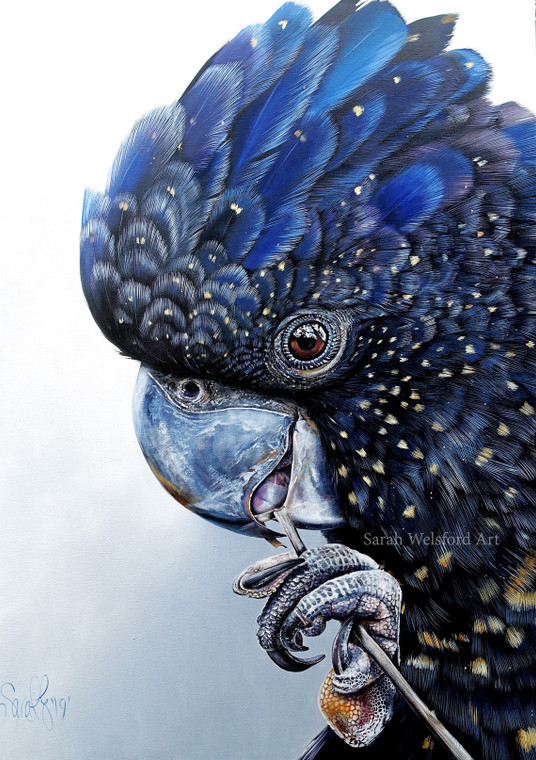 Black Cockatoo  - Hyper Realism Wildlife PRINT