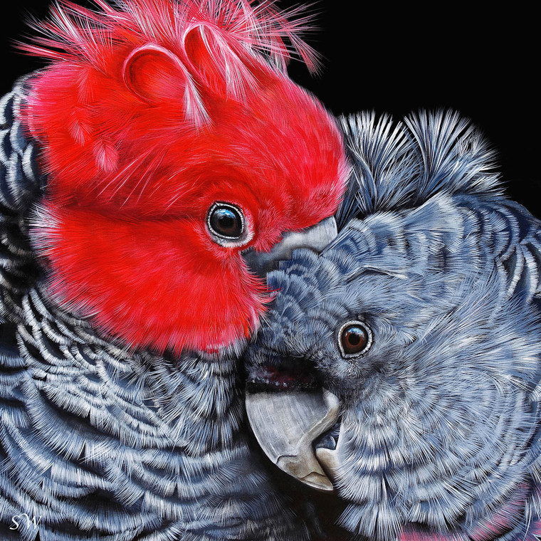 Fine art print 'gang gang cockatoos'