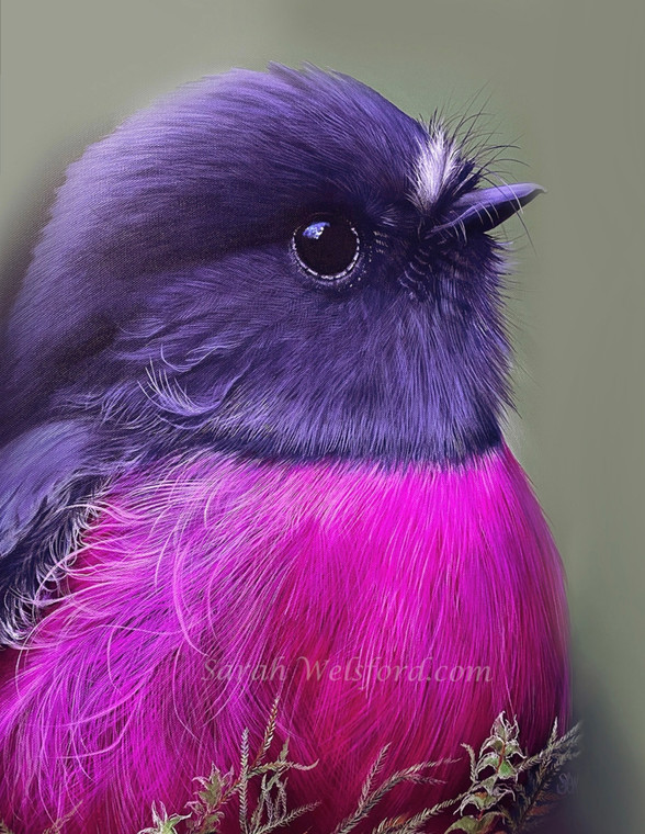 Fine Art Print 'pink robin' A4, A3 and A2