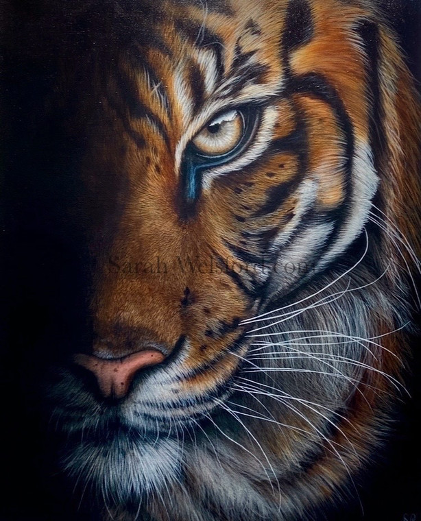 Fine Art Print Tiger ‘in the shadows’