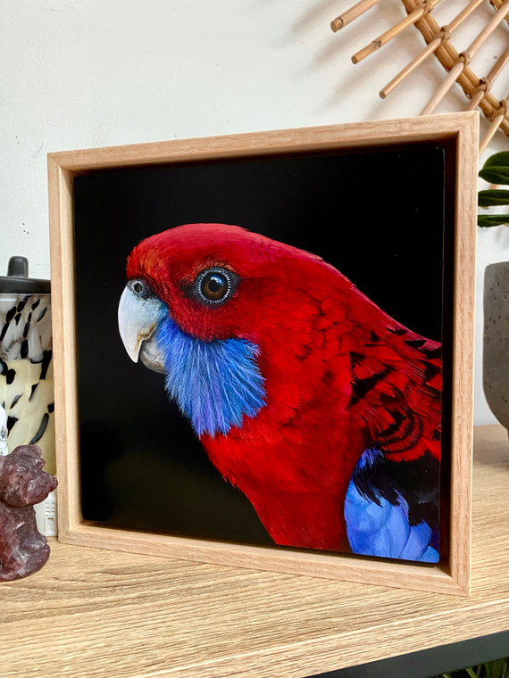 Original Painting as part of my Oak Framed Series Crimson Rosella