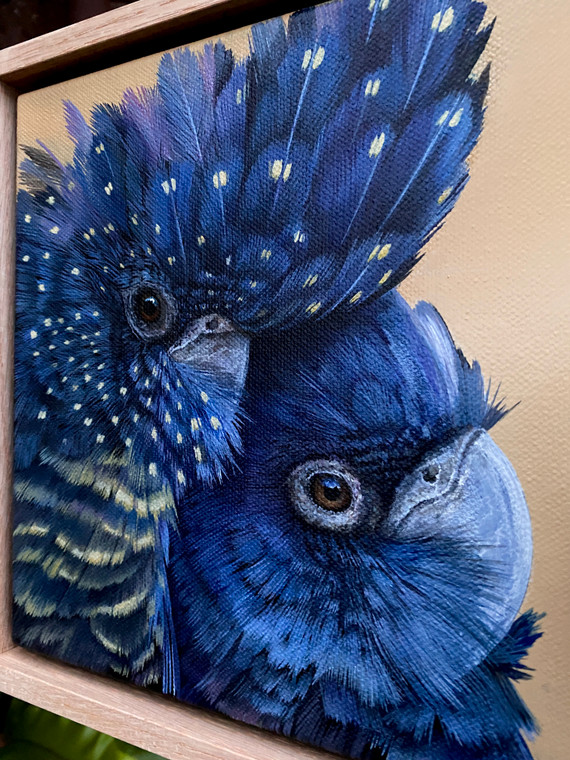Original Painting as part of my Tasmanian 0ak framed Australian bird portrait series Male and Female Red-Tail Black Cockatoos