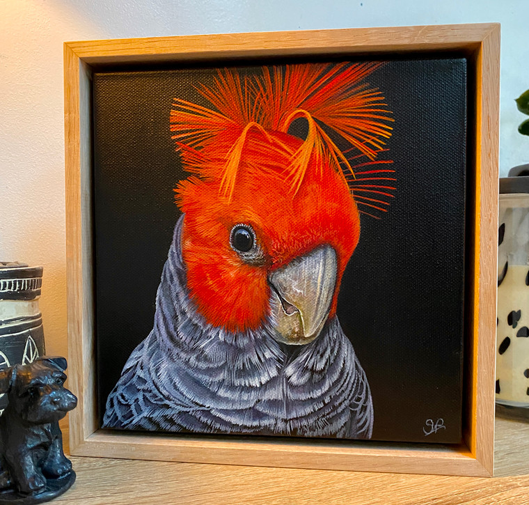 Original Painting as part of my oak framed Australian bird series Male Gang gang Cockatoo