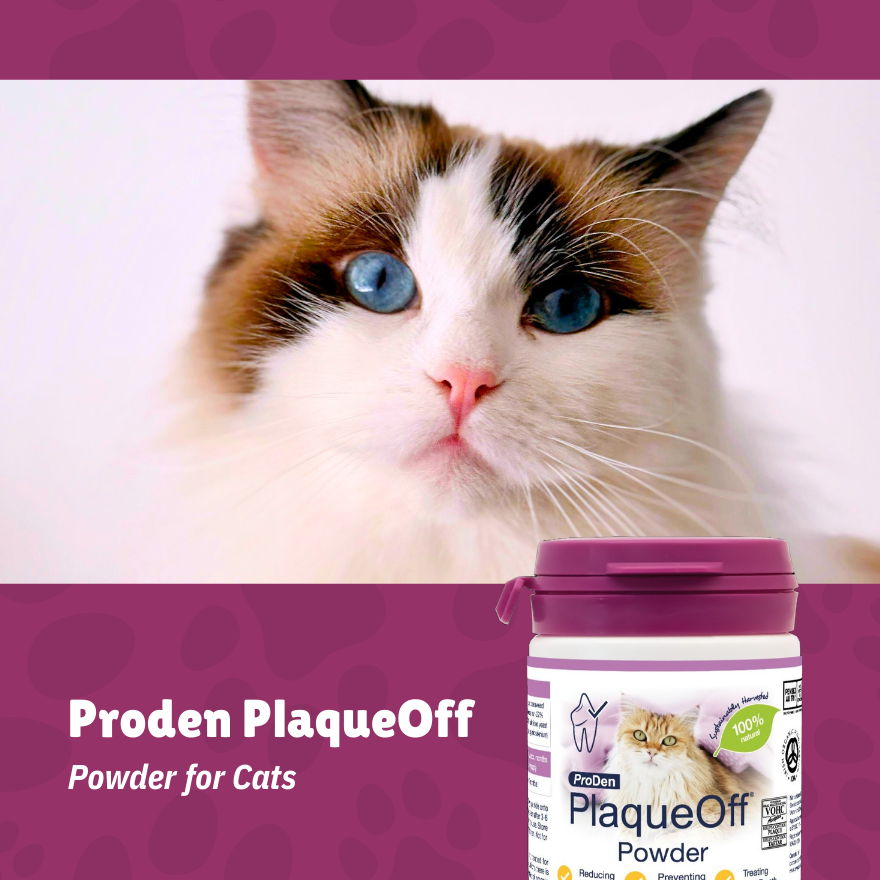 ProDen PlaqueOff Cat Powder 40g