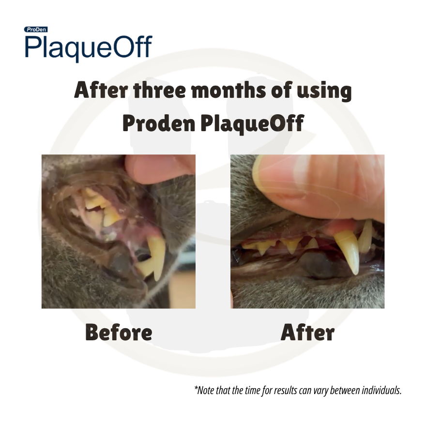 ProDen PlaqueOff Cat Before and After