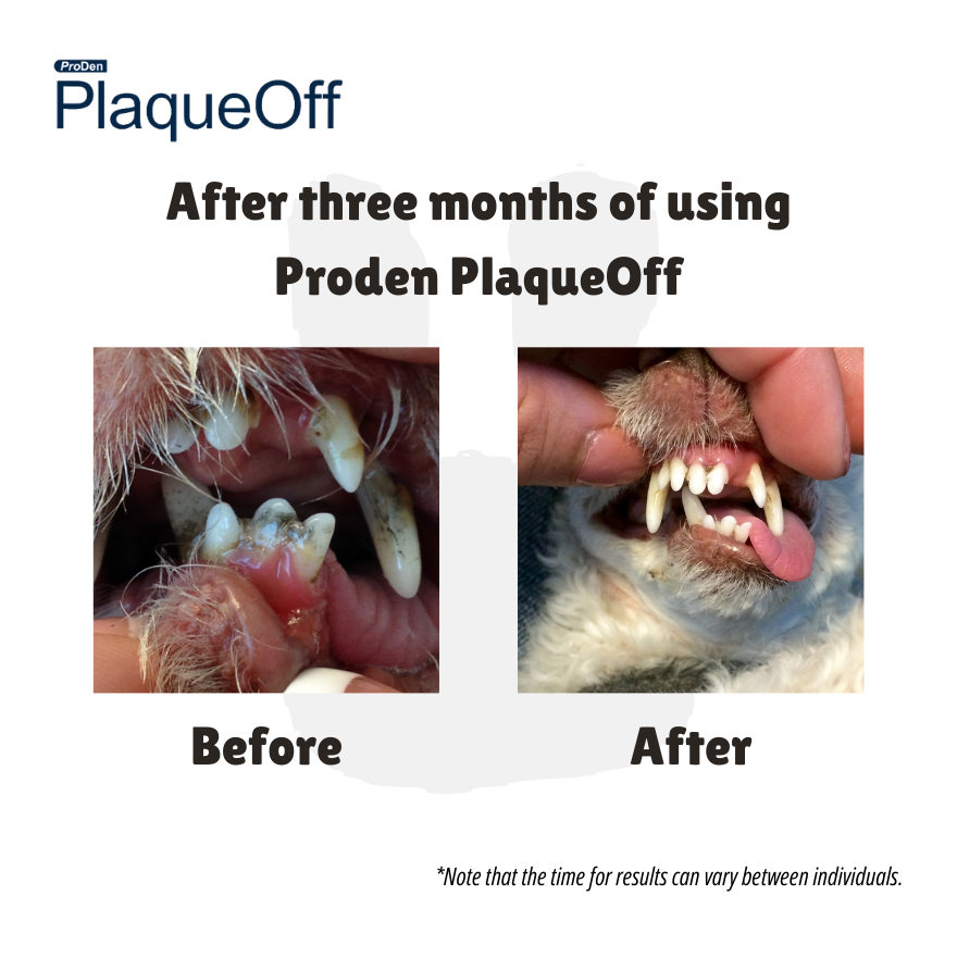 ProDen PlaqueOff Dog Before and After