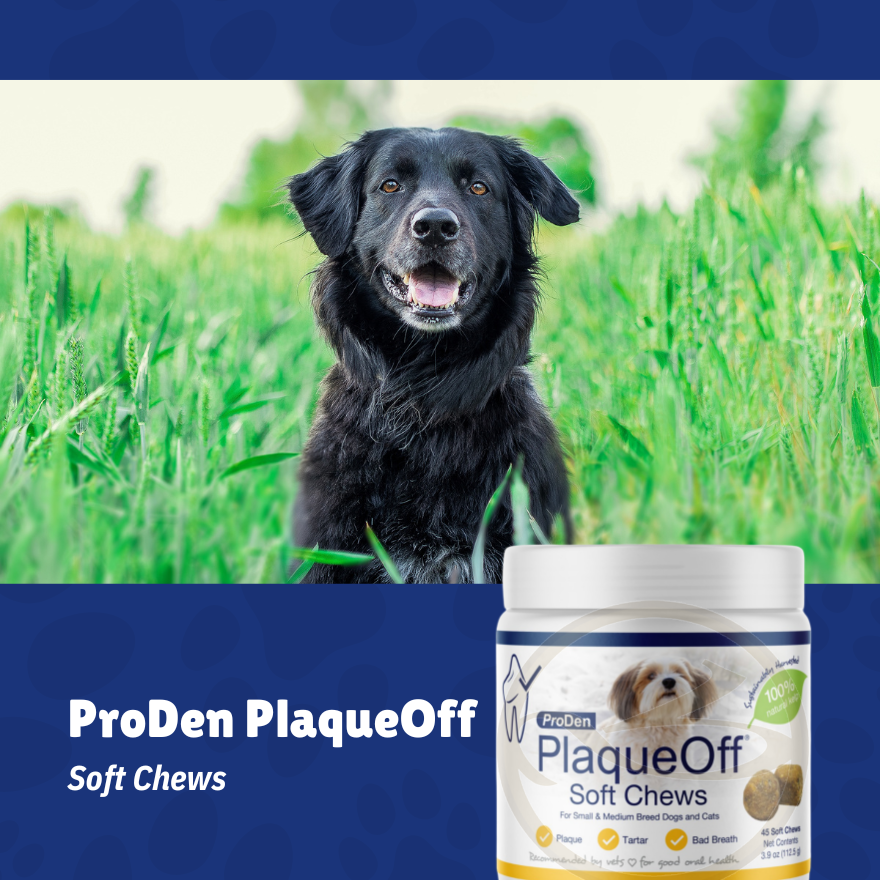 ProDen PlaqueOff Small & Medium Breed Dog Soft Chew 45's