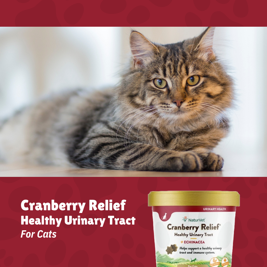 NV Cranberry Relief Cat Soft Chew (Soft Cup) 60’s