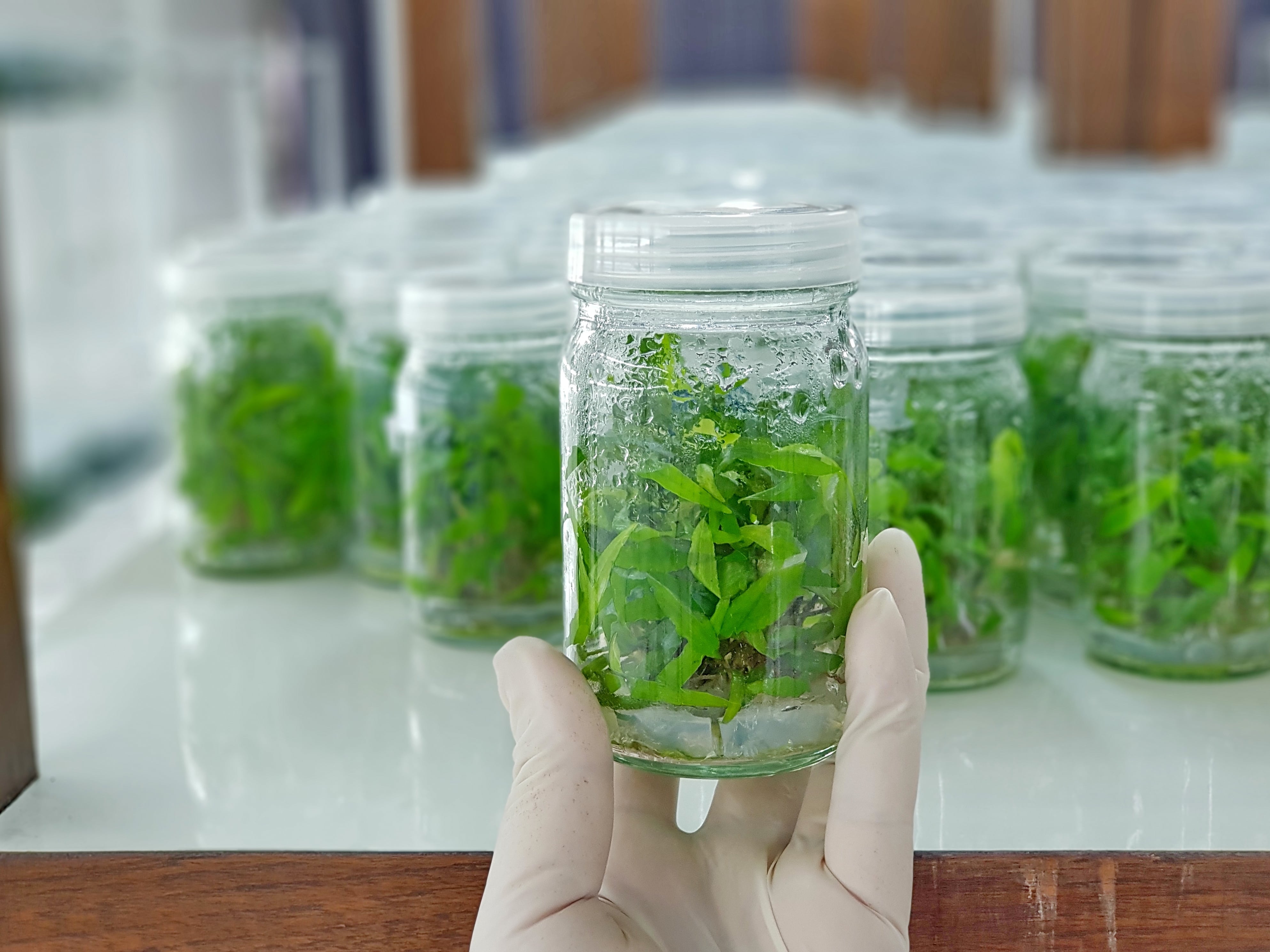 tissue-culture-contamination-and-7-easy-steps-of-prevention-plant