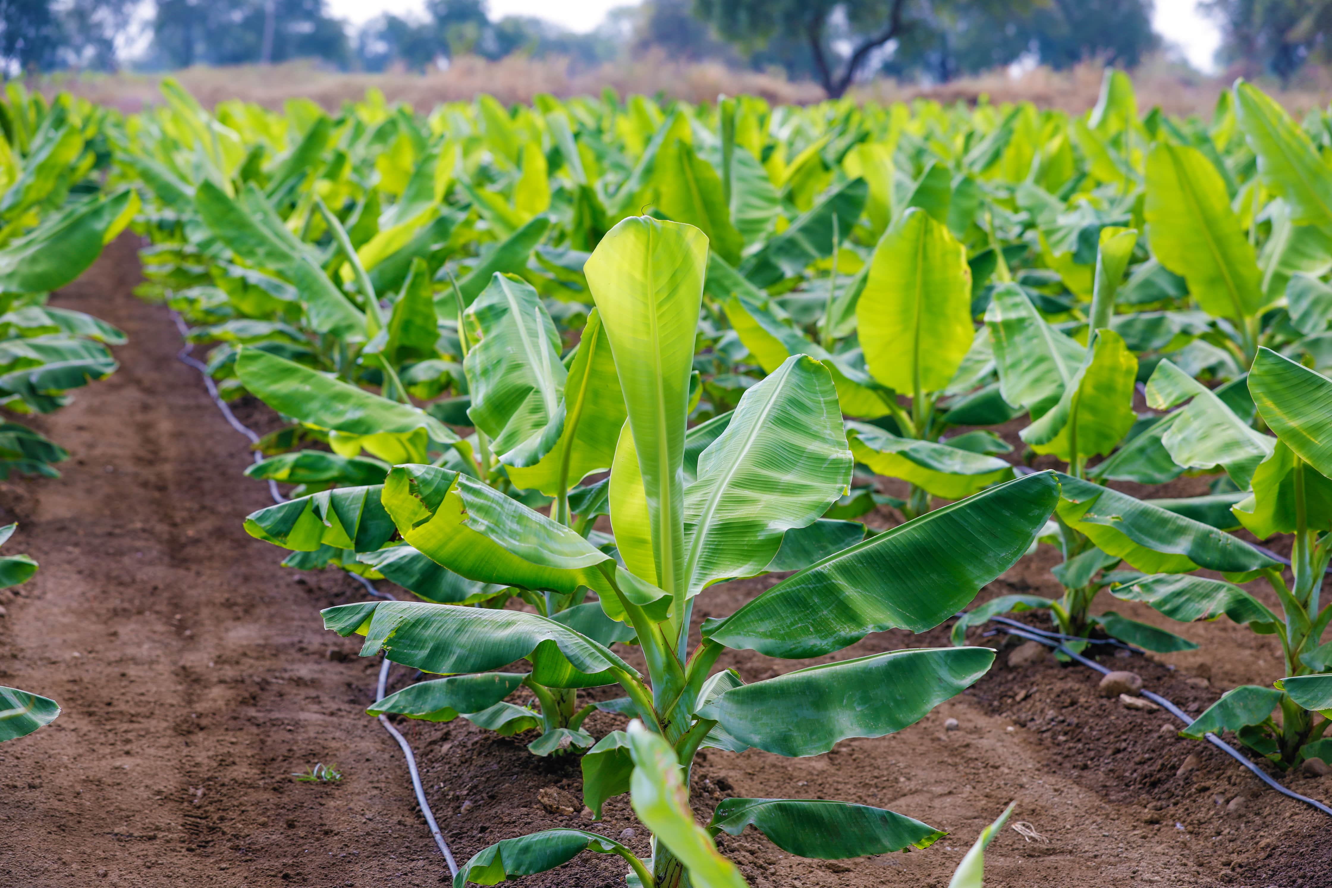 banana tissue culture research paper