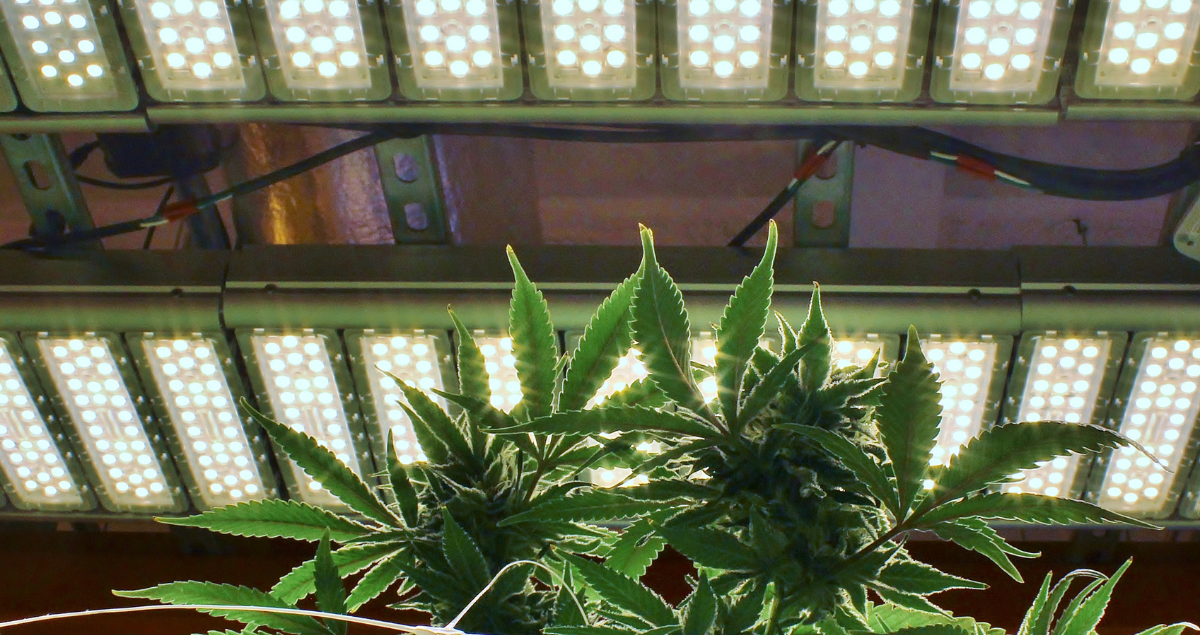 Proper Placement of Sensors in a Cannabis Grow Area 