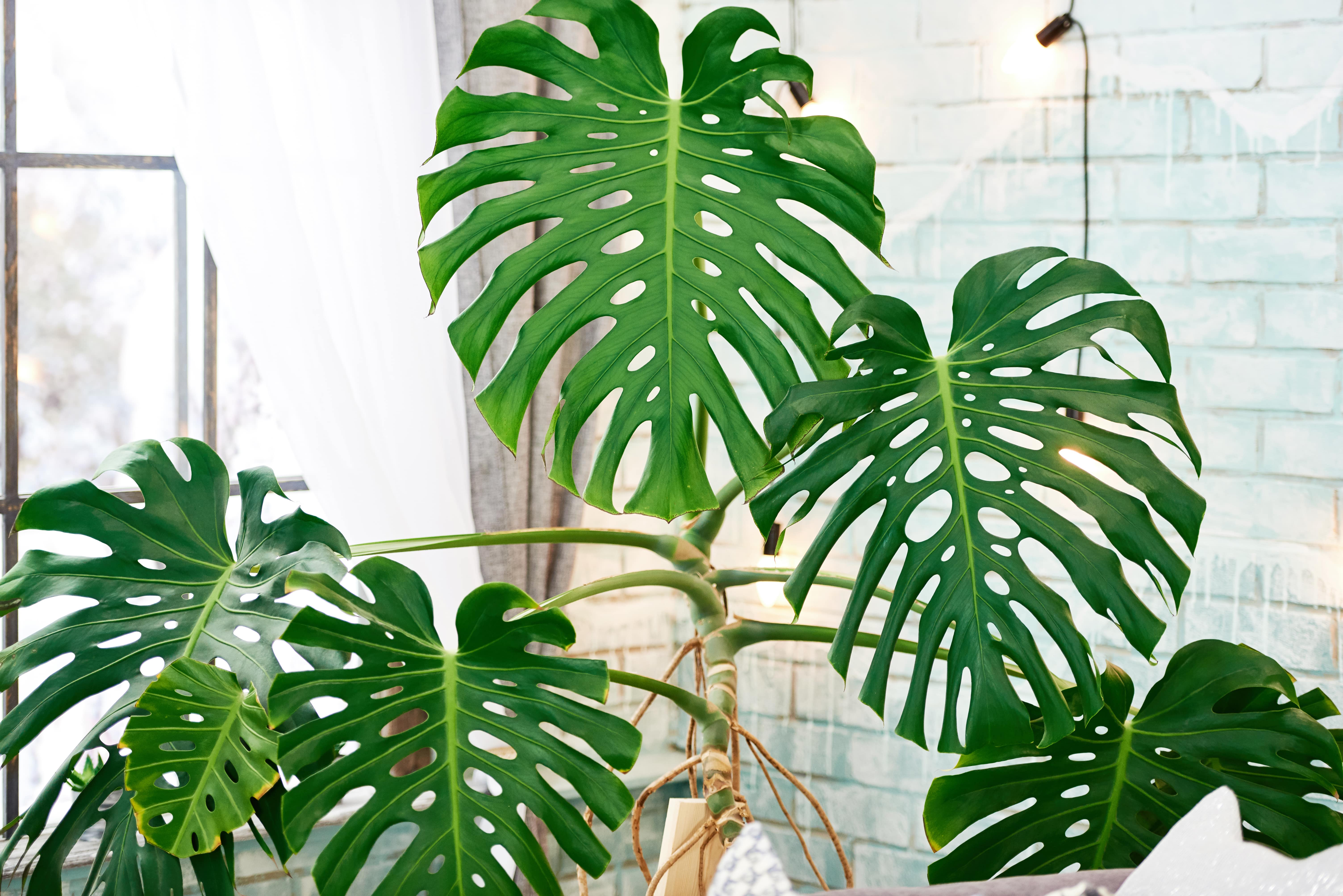 Монстера monstera