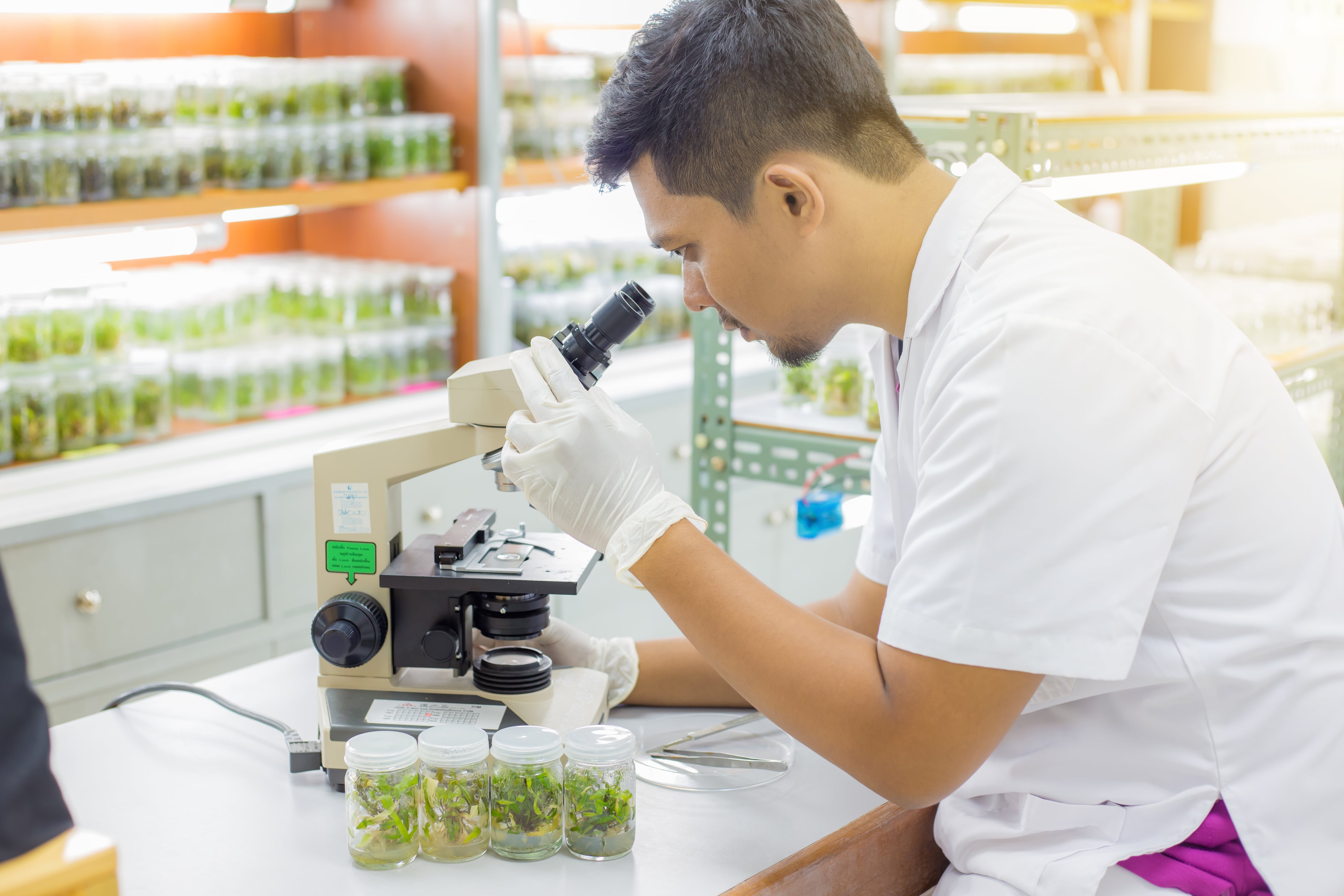 What Is Tissue Culture Media