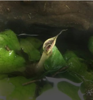 Cryptocoryne Timahensis