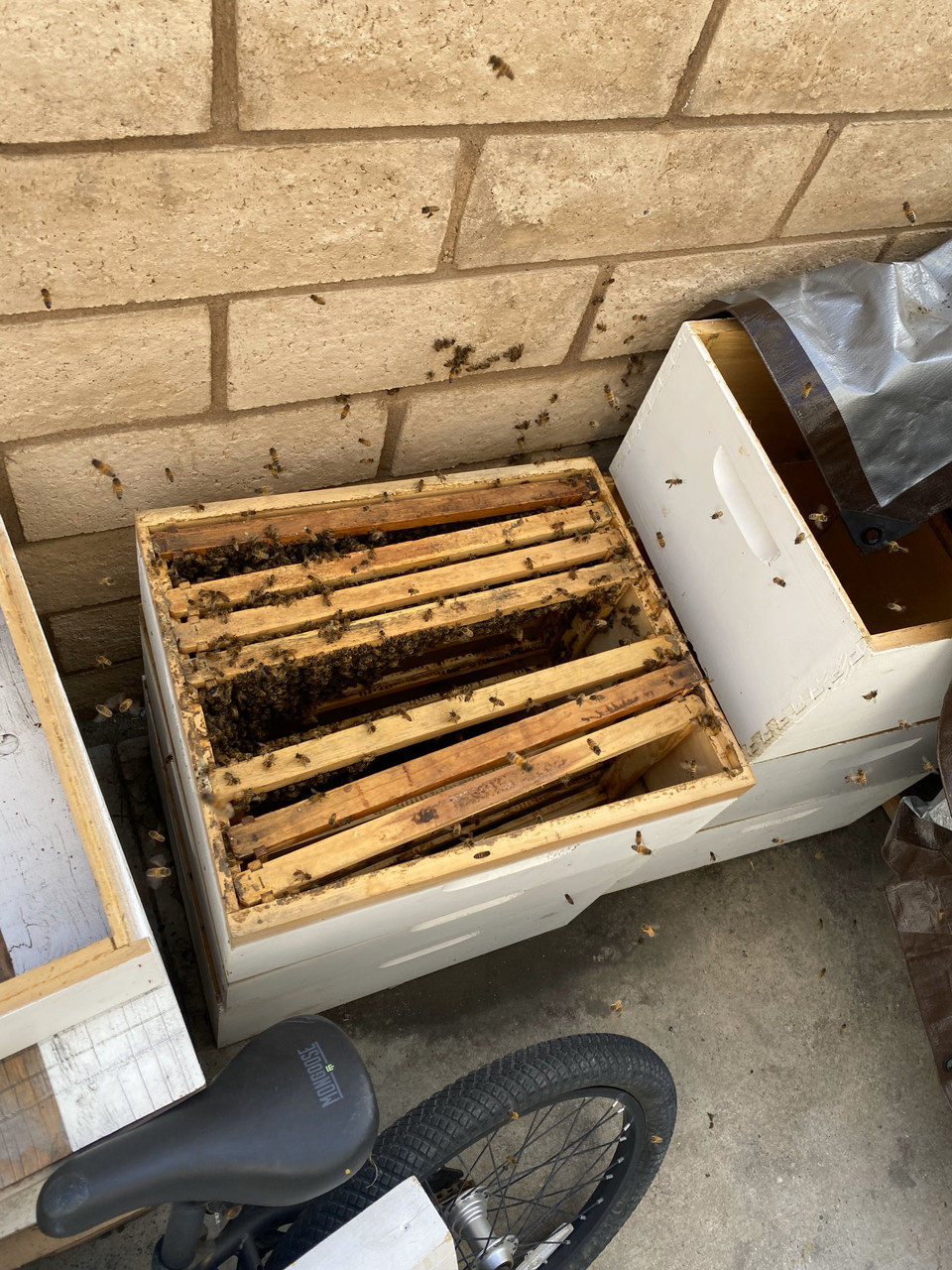 Bee Removal/Relocation Services
