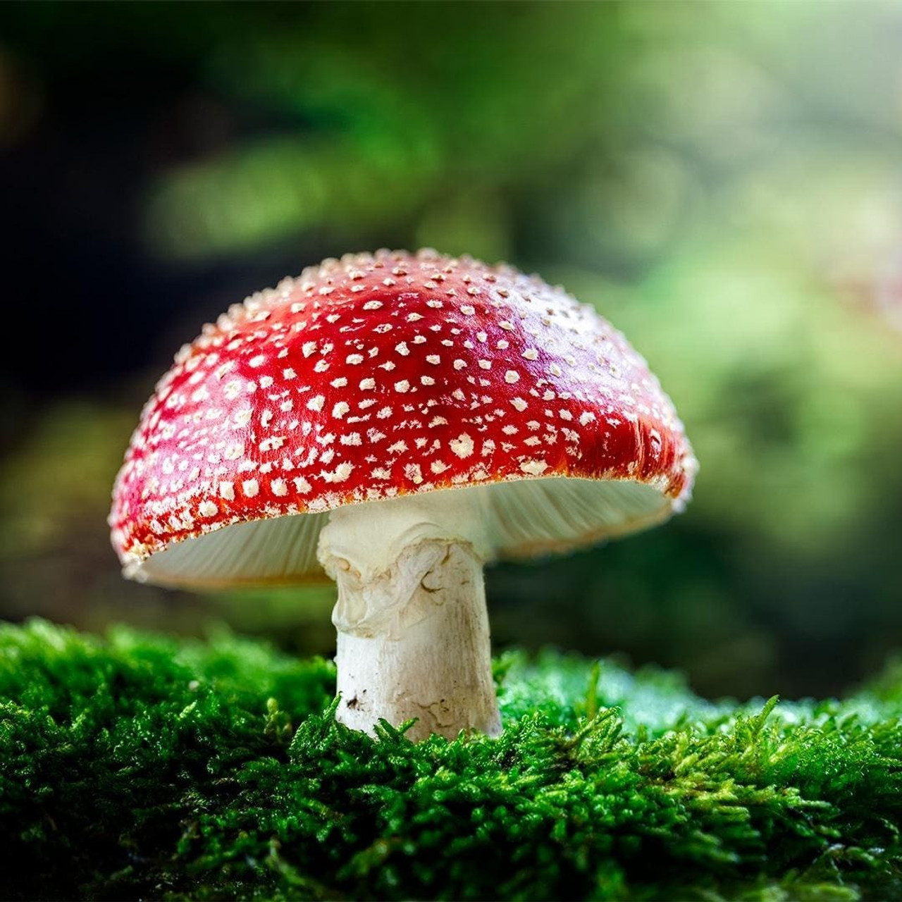 Magic Mushroom Amanita Muscaria