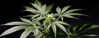 Does Delta 8 Help With Anxiety?