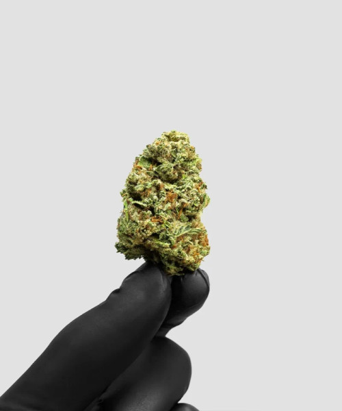 SFV OG SFV OG