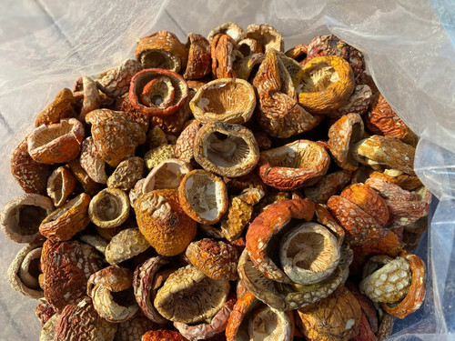 Legal shrooms Legal shrooms