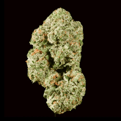 Black Garlic Gelato 30% I/H