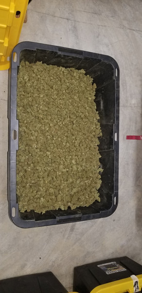 Jack Herrer THCA Flower | 22.43% | 50 Pounds