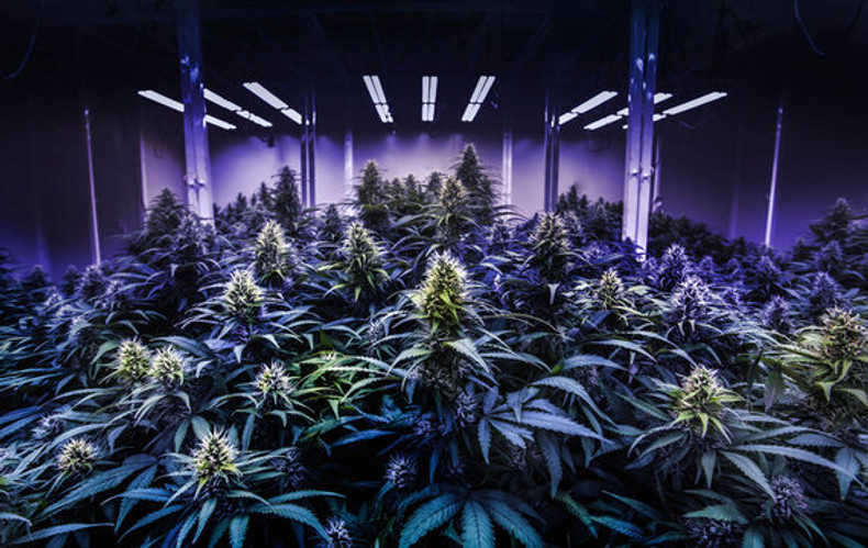 Buy THCA Flower Wholesale USA legal cannabis 