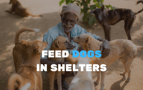 Feed stray dogs in shelters's logo