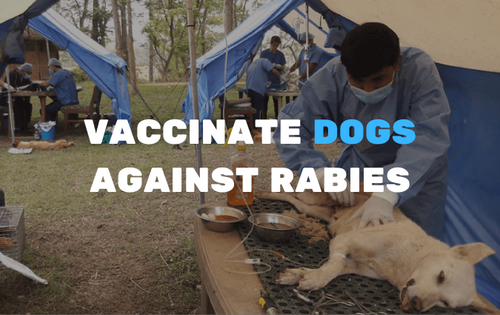 Vaccinate dogs against rabies's logo