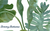 Tommy Bahama 's logo