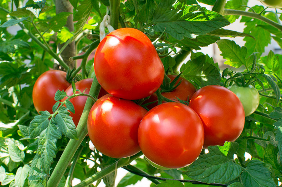The Tomato: Health Benefits, Vitamins, and Minerals The Tomato: Health Benefits, Vitamins, and Minerals