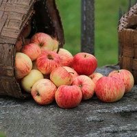 <span data-mce-fragment="1"><strong>Honeycrisp Apples</strong> are a popular apple variety celebrated for their crisp, juicy texture and a perfect balance of sweet and tart flavors. They have a mottled red and green skin and are often enjoyed as a fresh snack. Honeycrisp apples are known for their delightful combination of sweetness and refreshing crunch, making them a favorite choice for eating out of hand and for adding a burst of flavor to salads and desserts.</span>