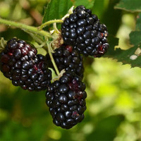 Fresh Blackberries