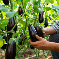 Eggplant
