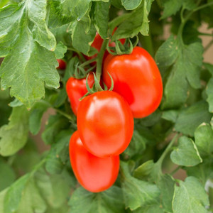 <meta charset="utf-8"><span data-mce-fragment="1"><strong>Roma Tomatoes</strong>, also known as plum tomatoes, are a type of tomato known for their oval or cylindrical shape and thick flesh. They have fewer seeds and less juice than other tomato varieties, making them ideal for making sauces, pastes, and canning. Romas are often used in Italian and Mediterranean cuisine to prepare dishes like pasta sauces, bruschetta, and tomato paste due to their rich, concentrated flavor and low moisture content.</span><br>