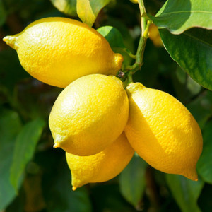 <span data-mce-fragment="1"><strong>Lemons</strong> are citrus fruits celebrated for their bright yellow color, zesty flavor, and versatile culinary applications. They are a fantastic source of vitamin C, which supports immune function and skin health. Lemons are also known for their natural acidity, which adds a tangy zest to both sweet and savory dishes. The fruit's juice is often used in cooking, baking, and beverages, and lemon zest can provide a burst of citrus flavor. Additionally, lemons are rich in antioxidants and can be used to add a refreshing twist to water or as a flavorful ingredient in various recipes, making them an essential and tasty kitchen staple.</span>