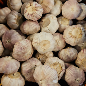 <meta charset="utf-8"><strong>Garlic</strong>, the aromatic and pungent bulb from the allium family, reigns as a culinary superstar in kitchens across the globe. With its distinct flavor profile that ranges from savory to slightly sweet when cooked, garlic adds depth and richness to a plethora of dishes. Whether finely minced to infuse sauces and marinades, roasted to bring out its mellow sweetness, or sautéed to create a tantalizing aroma, garlic effortlessly elevates the taste of almost any savory creation.<br>