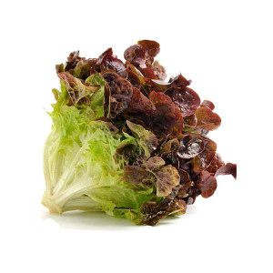 Red Leaf Lettuce