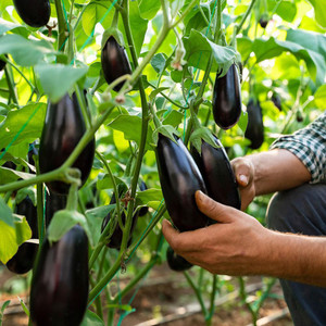 Eggplant