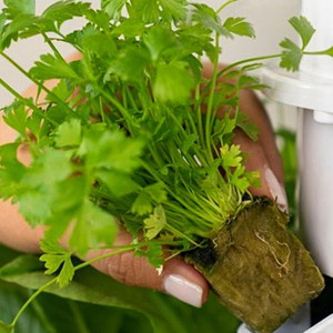 Fresh Harvest Market's Aeroponic Tower Herbs.